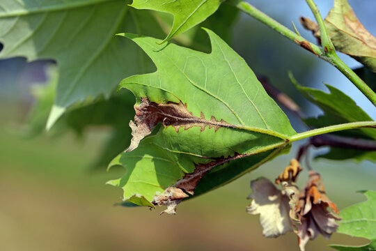 Plane tree anthracnose, fungal disease caused by Apiognomonia veneta that affects leaves, shoots, and branches.