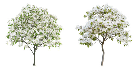 Obraz premium Two blooming trees stand side-by-side, showcasing a vibrant display of nature's beauty 