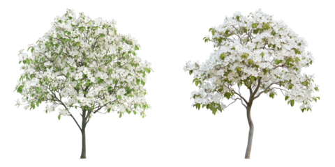 Two blooming trees stand side-by-side, showcasing a vibrant display of nature's beauty 