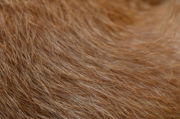 Red Dog Coat Texture in Fiber and Relief Details Close-Up