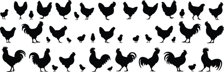 Chicken silhouette collection, black vector hens, roosters, and chicks in varied poses for farm, food, design, and illustration