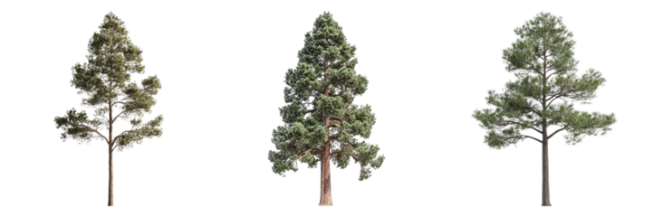 Three tall green trees, each standing isolated and majestic. These trees, symbols of life and resilience, provide a sense of natural beauty and serenity