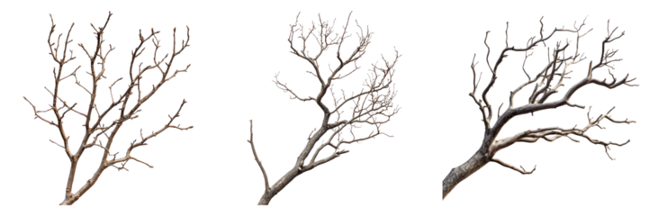 Three images of bare tree branches are isolated against a plain background