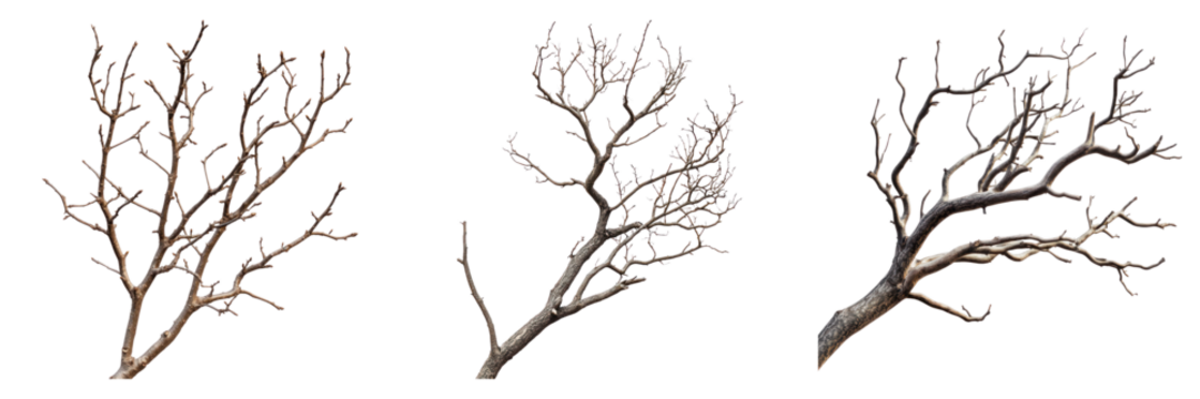 Three images of bare tree branches are isolated against a plain background