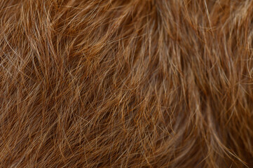 Red Dog Fur Close-Up Wavy Texture with Warm Shine