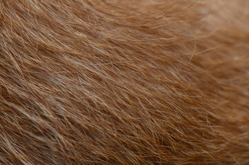 Red Dog Fur Close-Up Texture of Soft Coat with Shine