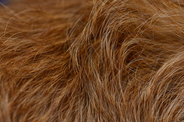Red Dog Fur Close-Up Fluffy Texture with Natural Light