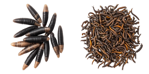 A close-up view of a heap of maggots, demonstrating a close up macro nature study. They are densely packed