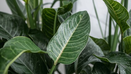 Obraz premium Serene Verdant Canopy. Leaf Textures and Tonal Depths, a Study in Green.