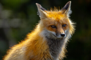 Fox in Yellowstone National Park