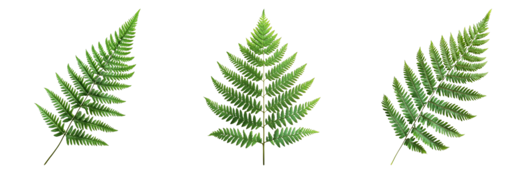 Three vibrant green fern leaves displayed against a clean background, showcasing natural beauty and intricate patterns. The composition is simple and highlights the botanical details of the leaves. 