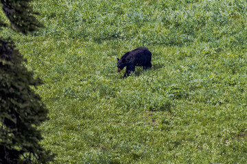 Black bear in Yellowstone National Park