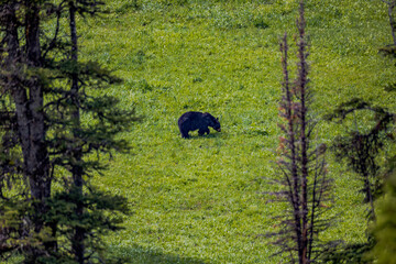 Black bear in Yellowstone National Park