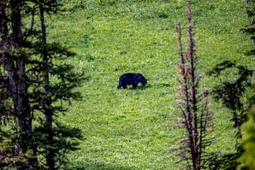 Black bear in Yellowstone National Park