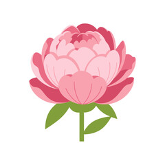 Close up of a pink peony flower isolated on white background