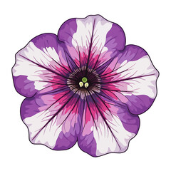 Close up of a purple and white striped petunia flower blooming isolated