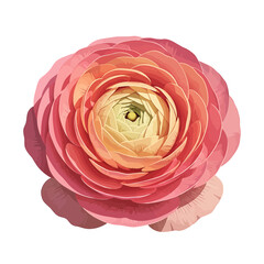 Close up of delicate blossom with soft petals against white