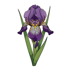 Close up of purple iris flower against white background