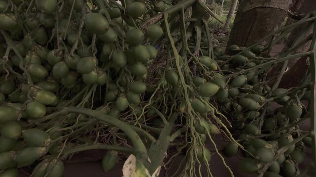 Fresh, dark green betel nut bunches and fruits, harvested from the tree for immediate sale