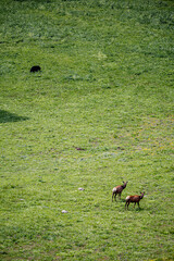 Elk and a black bear in Yellowstone National Park