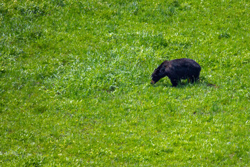 Black bear in Yellowstone National Park