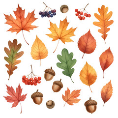 "Vibrant Autumn Elements Collection: A Beautiful Arrangement of Watercolor Fall Leaves in Various Hues, Accompanied by Acorns and Berries, Capturing the Essence of the Harvest Season"