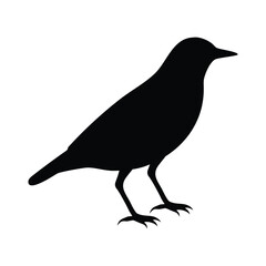 Black bird silhouette standing on a clean background