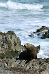 Bull Seals at Red Rocks