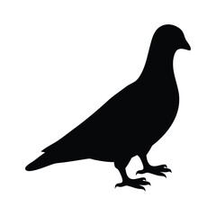 Pigeon bird silhouette standing on white background