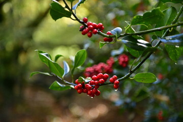 Holly tree, Jersey, U.K. Seasonal Autumn berries.