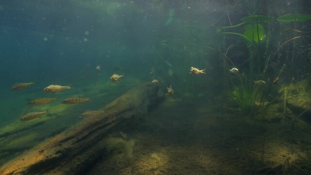 Group of small European perch swimming slowly in shore water