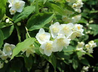 Fototapeta premium Jasmine blooms in the garden