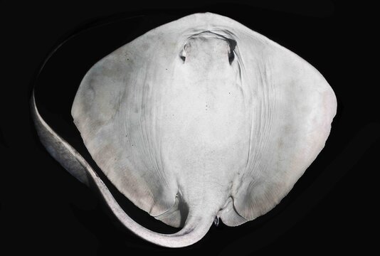 cowtail stingray (Pastinachus sephen) in black background