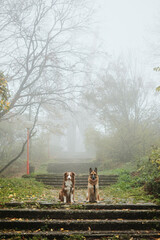Two dogs German and Australian Shepherd sit calmly on the forest stairs before the fog-covered Kosmaj Monument, surrounded by autumn colors and soft mist. Travel with pets concept