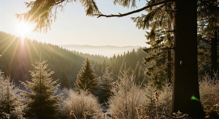 Winter forest landscape with frosty pine trees at sunrise. Golden morning sunbeams shining through a misty mountain valley. Peaceful natural scenery for travel and environmental concepts
