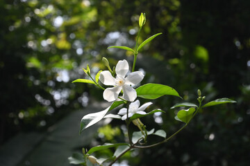 A stunning backdrop of a coral swirl flower blooming on a twig