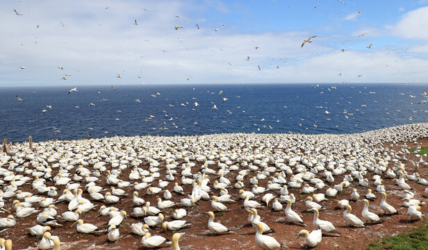 Northern gannet at Bonaventure Island bird rookery colony.  Bird Sanctuary, Gaspe, Quebec, Canada