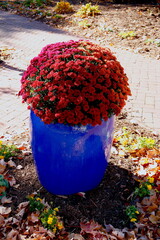 Colorful Mums in Blue Pot