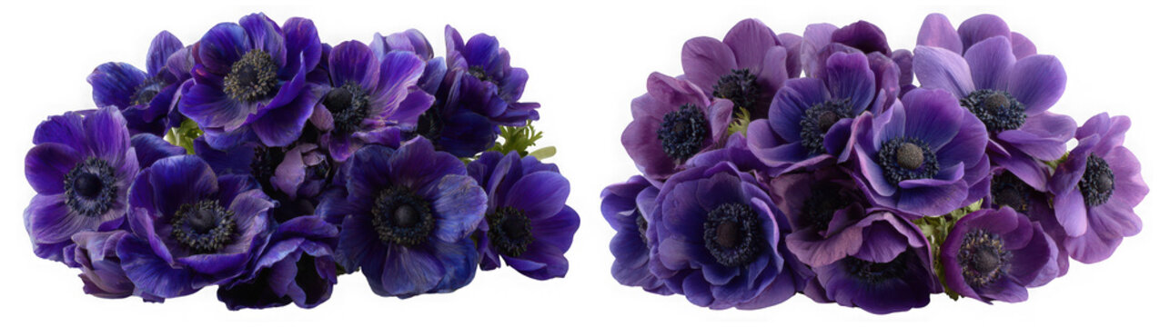 Two bunches of deep purple anemone flowers with dark centers, isolated on transparent background