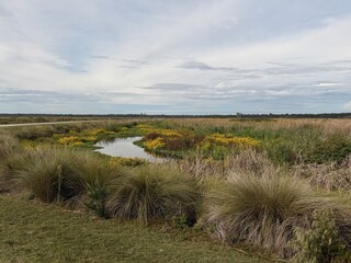 Wetlands of Sweetwater Wetlands Park and preservation located in Alachua County, the city of Gainesville, Florida
