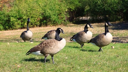 Canada Goose in Autumn