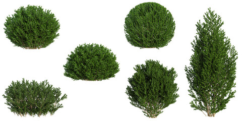Collection of Buxus plants on transparent background