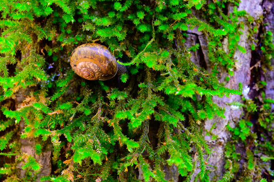 A snail foraging in the moss that's growing on a large tree trunk, only its shell shows as its head is buried under the moss fronds