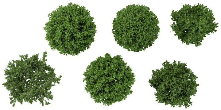 Collection of Buxus plants on transparent background from the top view