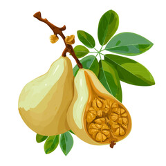 Baobab Fruit, 2D flat vector illustration in icon style, isolated on a white background