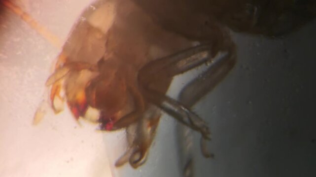 Microscopic footage of a Termite Head and Segmented Antennae