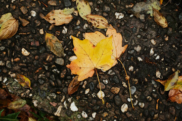Bright yellow maple leaf lies on wet dark pavement with scattered leaves after autumn rain
