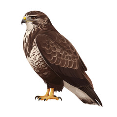Buzzard, 2D flat vector illustration in icon style, isolated on a white background
