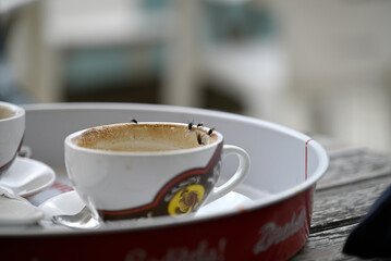 Domestic fly sitting on cappuccino cup. Musca domestica drinking cappuccino and sugar with its beak. Tuscany, italy.