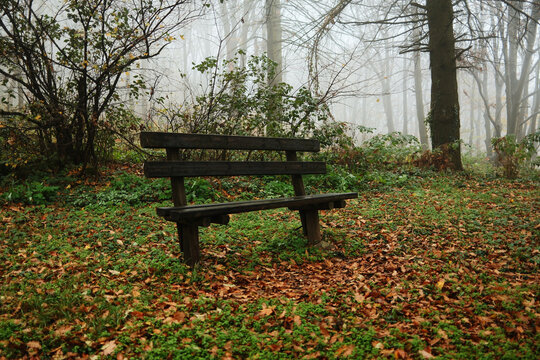 Old wooden bench stands among fallen leaves and fog in a quiet autumn forest. Peaceful and nostalgic seasonal mood